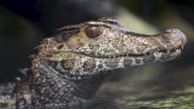 Schneider Timsahının Portresi