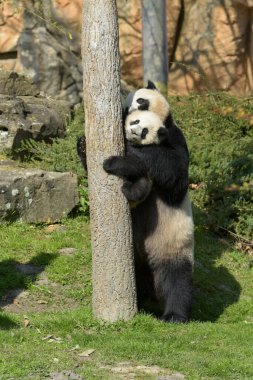 Genç panda, annesinin gözetiminde parkta ağaca tırmanıyor.