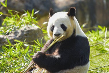 Dişi panda parkta bambu yiyor.
