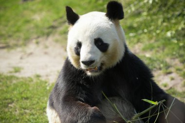 Dişi panda parkta bambu yiyor.
