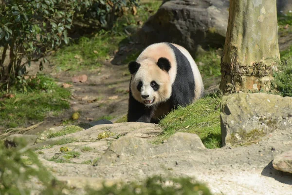 Gyönyörű Panda Természetben Egy Parkban — Stock Fotó