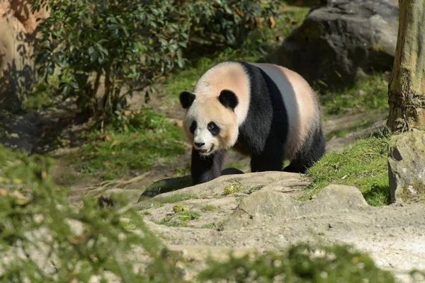 Gyönyörű Panda Természetben Egy Parkban — Stock Fotó