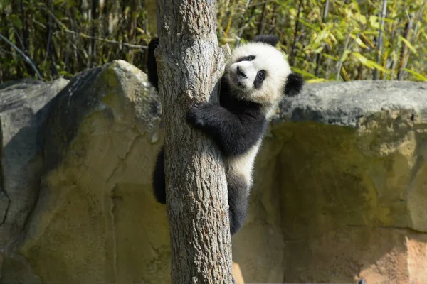 Jeune Panda Grimpant Arbre Dans Parc — Photo