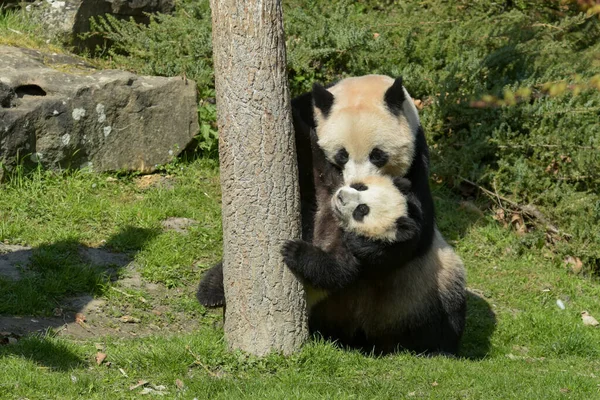 Fiatal Panda Anyja Felügyelete Alatt Egy Parkban — Stock Fotó