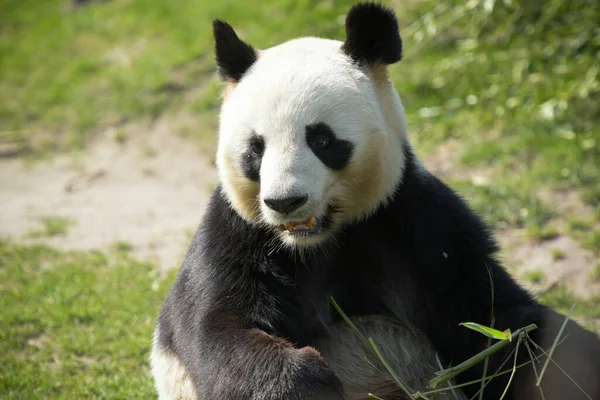 Vrouwelijke Panda Eten Bamboe Een Park — Stockfoto