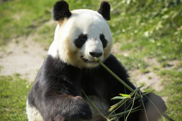 Samica Panda Jedzenie Bambusa Parku — Zdjęcie stockowe