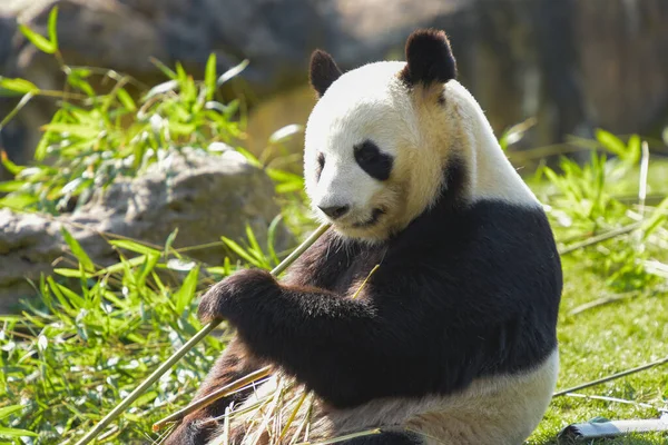 Női Panda Bambuszt Eszik Egy Parkban — Stock Fotó