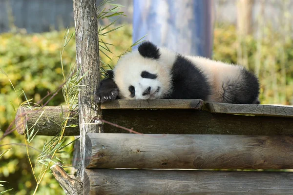 Jeune Panda Dormant Dans Nature Dans Parc France — Photo