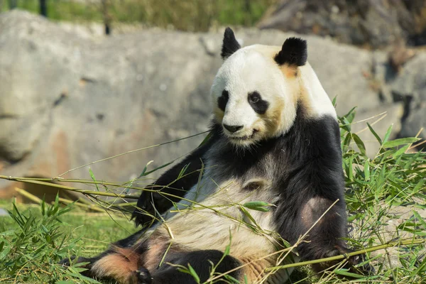 Dişi panda parkta bambu yiyor.