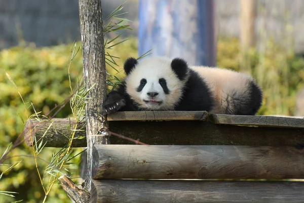 Fiatal Panda Alszik Természetben Egy Parkban Franciaországban — Stock Fotó