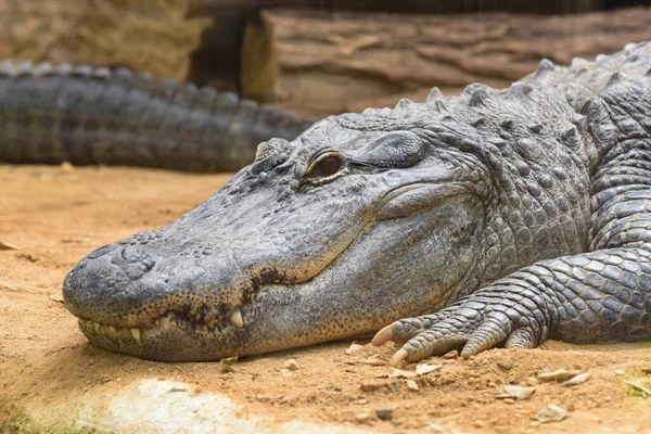 Portrait Alligator Mississippi Dans Nature — Photo