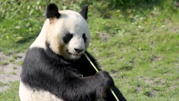 Panda Femmina Mangiare Bambù — Video Stock