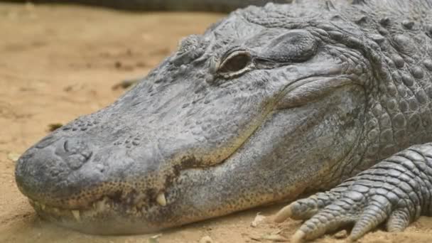 Porträt Eines Mississippi Alligators — Stockvideo