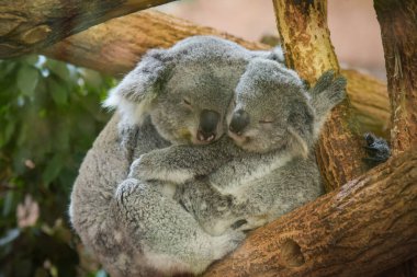 Koala ailesi parkta bir ağaçta uyuyor.