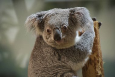 Fransa 'da bir parkta koala manzarası