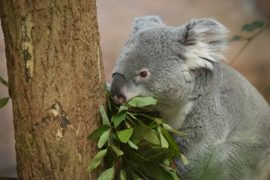 Koala okaliptüs yiyor.
