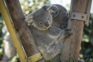 Fransa 'da bir parkta koala ailesi