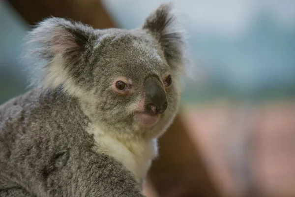 Kilátás Koala Egy Parkban Franciaországban — Stock Fotó
