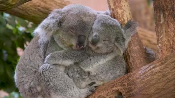 Familia Koala Durmiendo Árbol — Vídeos de Stock