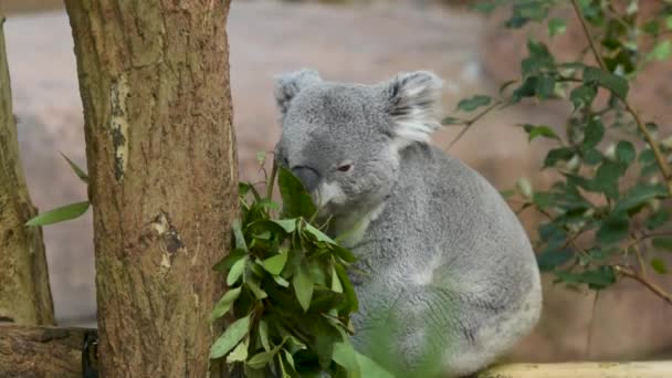 Jedzenie Liście Eukaliptusa Koala — Wideo stockowe