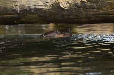 Parktaki bir pigme su aygırının fotoğrafı.