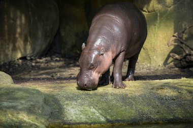 Parktaki bir pigme su aygırının fotoğrafı.