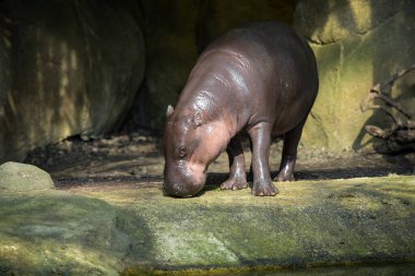Parktaki bir pigme su aygırının fotoğrafı.
