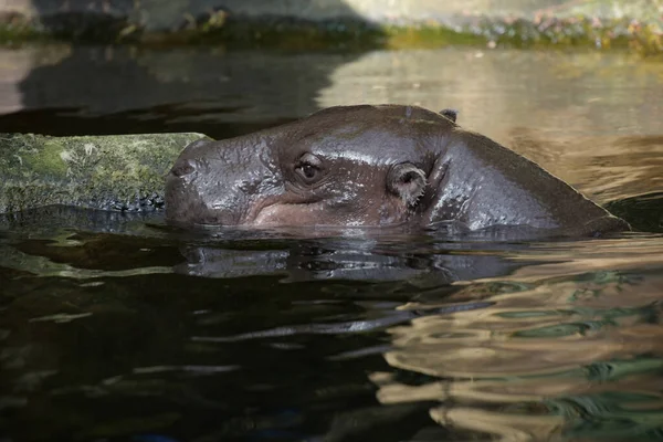 Photography Pygmy Hippopotamus Park — Stock Photo, Image
