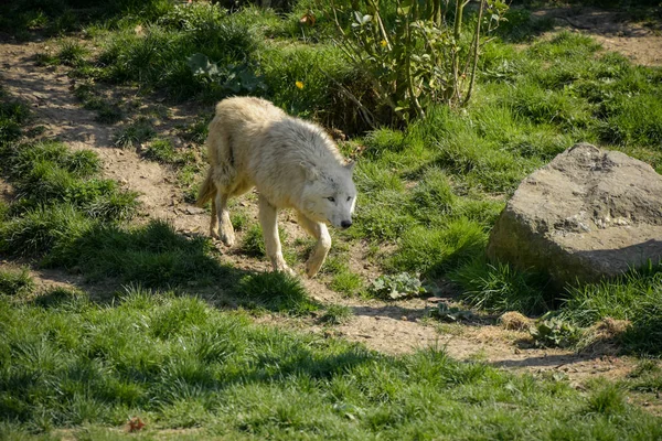 프랑스의 공원에 늑대의 — 스톡 사진