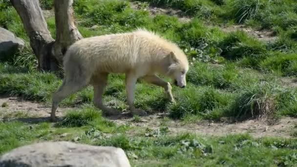 在公园里看到一只北极狼 — 图库视频影像