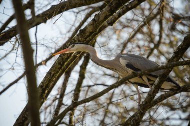 Ağaçtaki gri balıkçıl fotoğrafı.