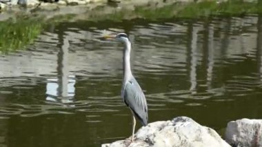 Doğada gri balıkçıl manzarası
