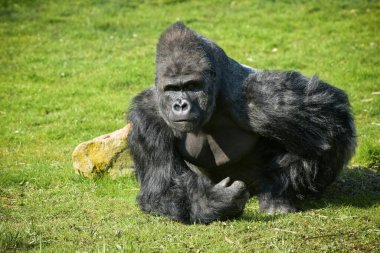 Parktaki goril gümüşü manzarası