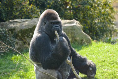 Parktaki goril gümüşü manzarası