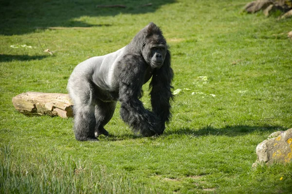 Vue Gorille Argenté Dans Parc — Photo