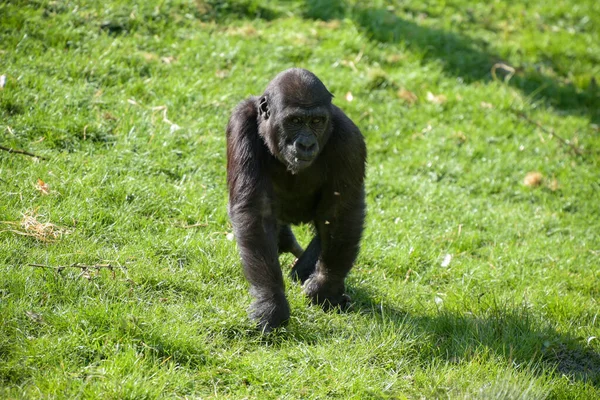 Vista Joven Gorila Parque — Foto de Stock
