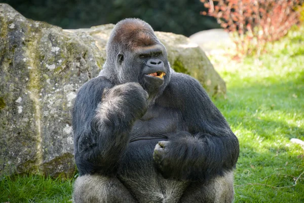 Vista Gorila Plateado Parque — Foto de Stock