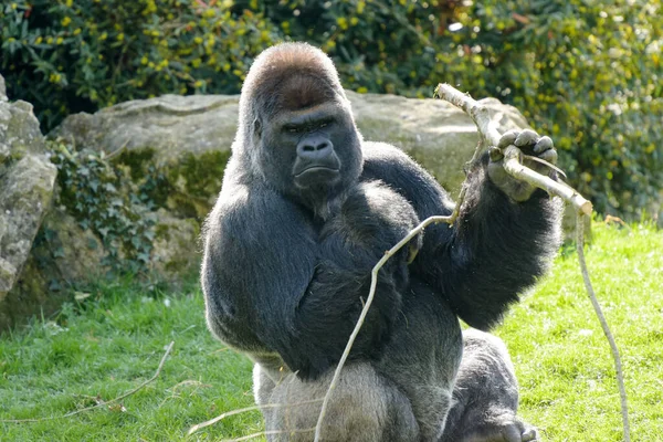 Vue Gorille Argenté Dans Parc — Photo