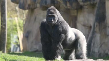 Goril gümüşü manzarası