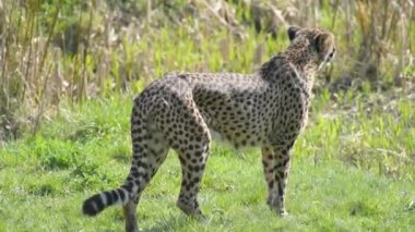 Parktaki güzel çita