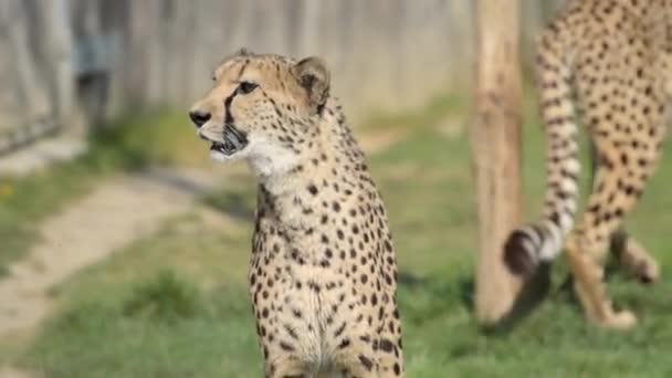 Beautiful Cheetah Park — ストック動画