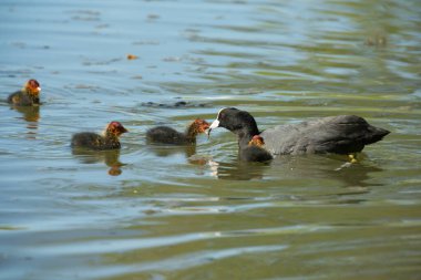 Göletteki yavrularına yemek veren bir ördeğin manzarası