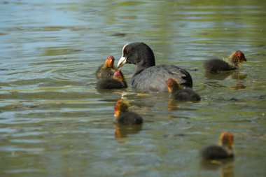 Göletteki yavrularına yemek veren bir ördeğin manzarası