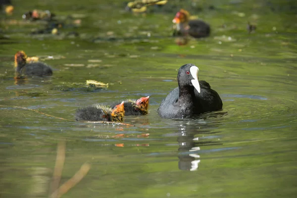 View Coot Giving Food Its Babies Pond — стоковое фото