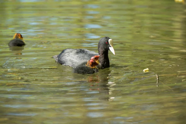 View Coot Giving Food Its Babies Pond — Photo