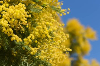 Parktaki mimoza çiçeklerinin manzarası