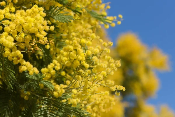 Parktaki mimoza çiçeklerinin manzarası