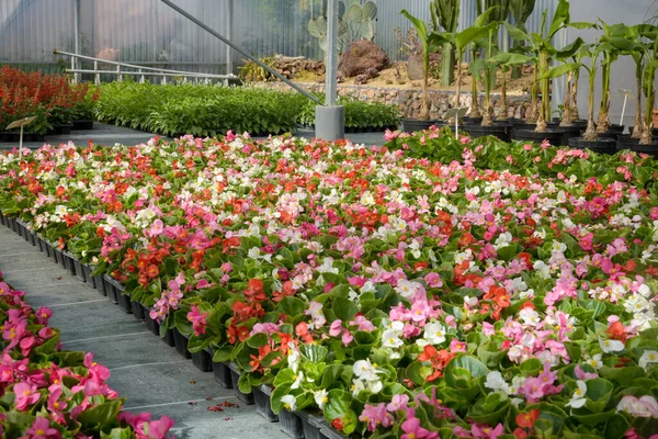 Fransa 'da bir seranın altında begonya yatağı