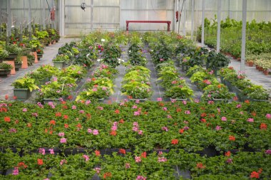 Çiçek yetiştirmek için Fransa 'daki seraya bakın