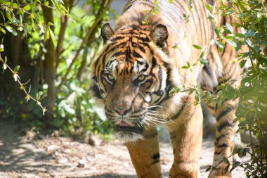 Parktaki orman ortamında güzel bir kaplan manzarası